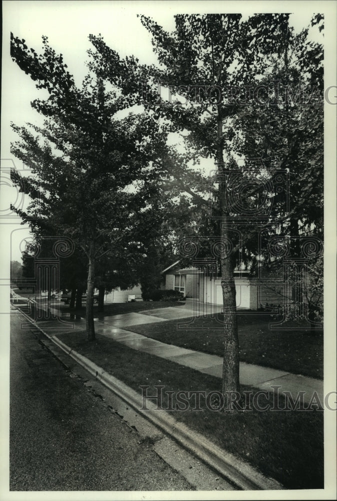 1989, Ginko trees are common on Poplar Street, West Bend - mjc22356 - Historic Images