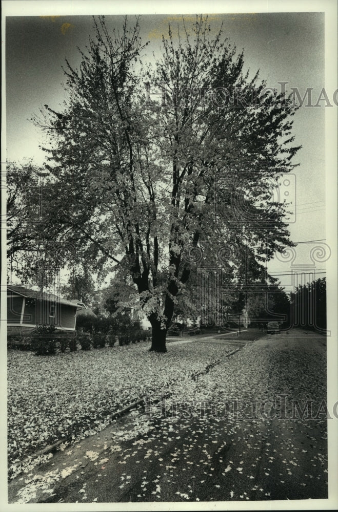 1989 Press Photo A glowing maple tree dropping its leaves in West Bend - Historic Images