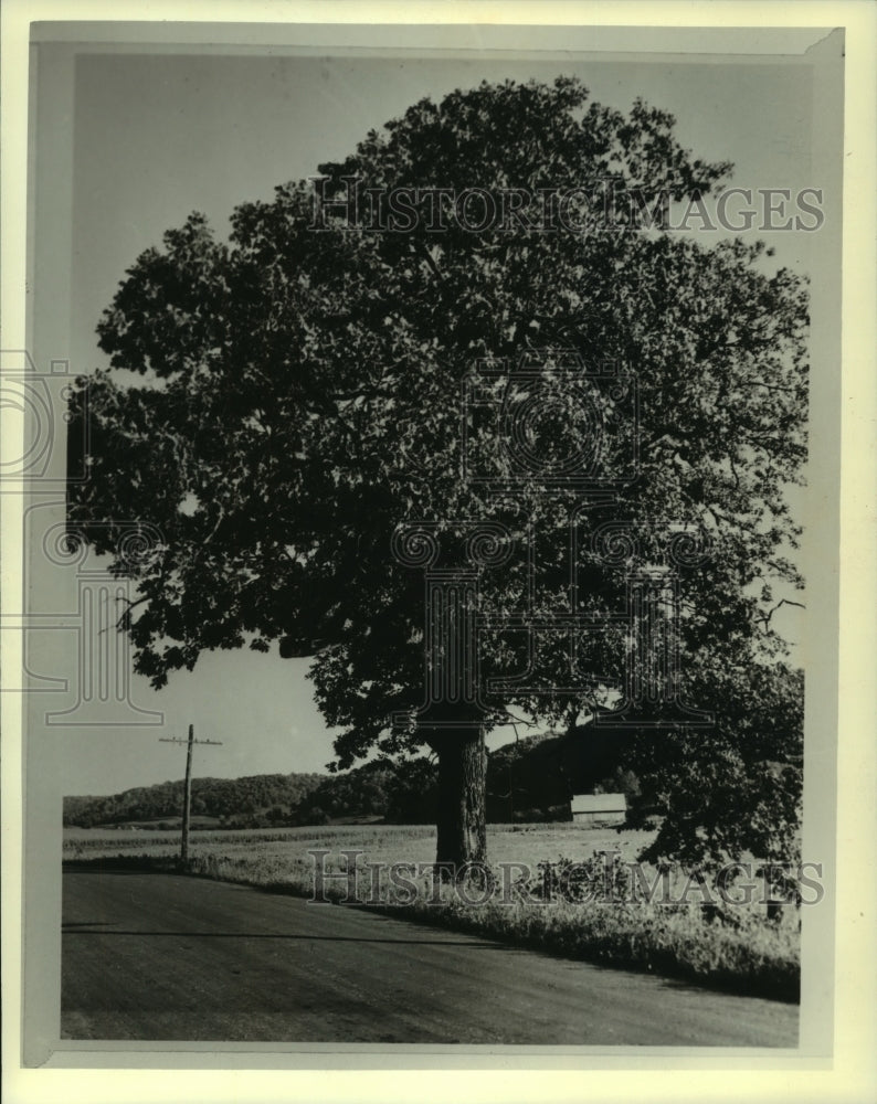 1982 Large Dean White Oak Tree Near Boscobel - Historic Images