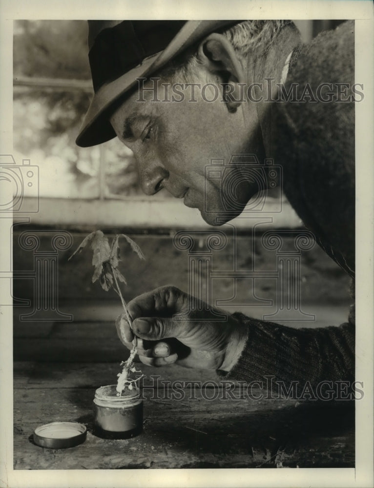 1940 Press Photo An Oak sapling being dipped into a stimulant for transplanting.- Historic Images
