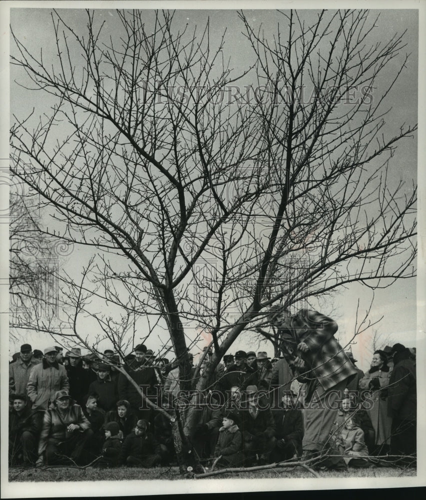 1956 Press Photo Long handled pruning shears are demonstrated for pruning trees. - Historic Images