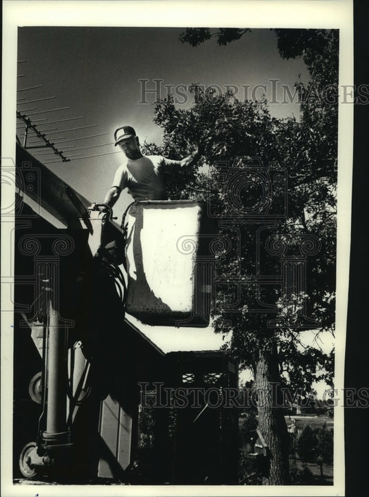 1989 Tree surgeon Dennis Daniels, of Montello, works on oak tree. - Historic Images