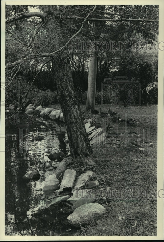 1985 Press Photo Ducks at pond in Theinsville, Wisconsin - mjc22514 - Historic Images