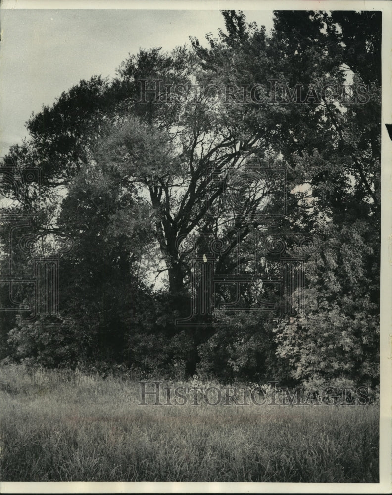 1966 Press Photo Largest Crack Willow Tree in Wisconsin, Waukesha County - Historic Images