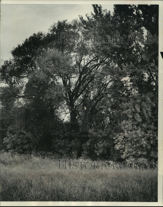 1966 Press Photo Largest Crack Willow Tree in Wisconsin, Waukesha County - Historic Images