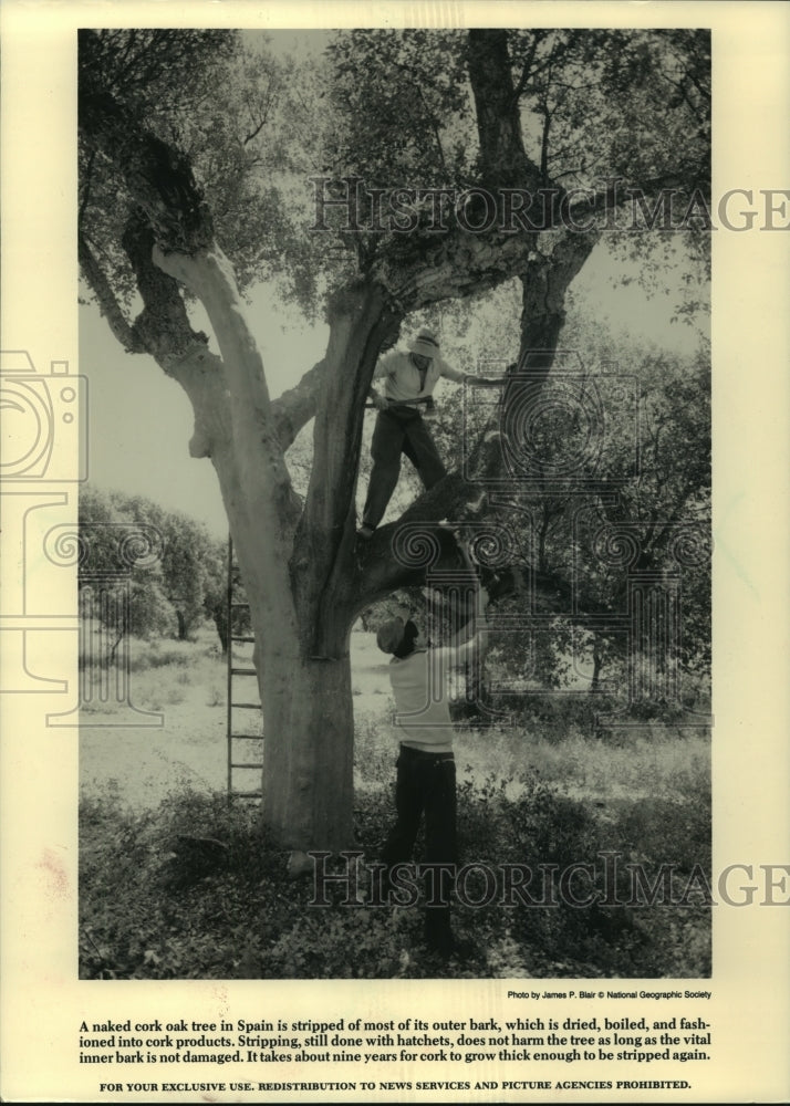 1987, Workmen in Spain shear a cork oak tree of its valuable bark - Historic Images