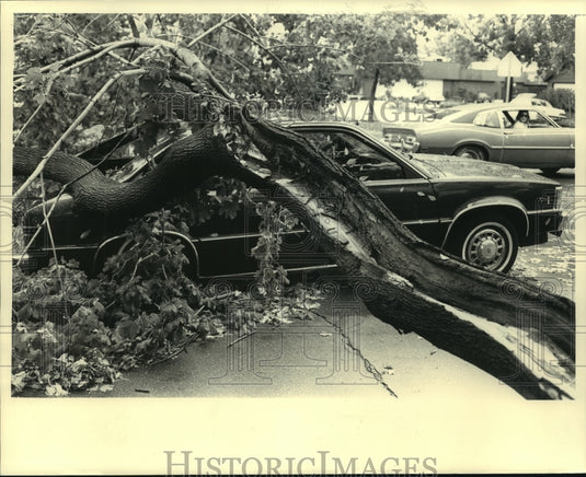 1986 Tree Downed Over Car By Storm In Sheboygan County - Historic Images