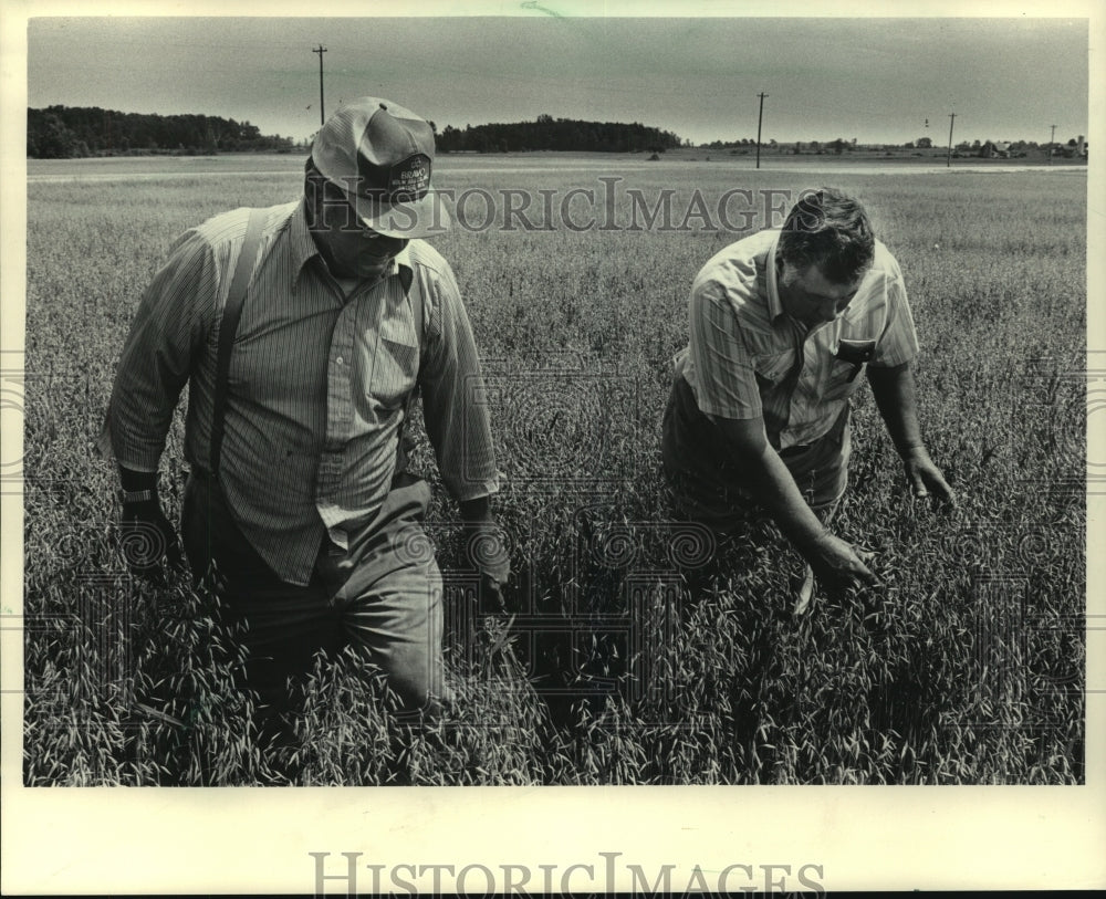 1985, Carl Roder And John Weckler Jr Inspect Field Of Oats, Wisconsin - Historic Images