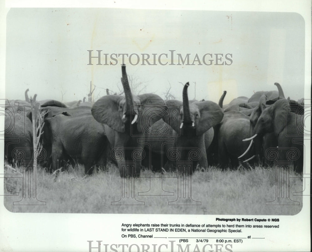 1979, Elephants raise their trunks in &quot;Last Stand in Eden&quot; on PBS-TV - Historic Images