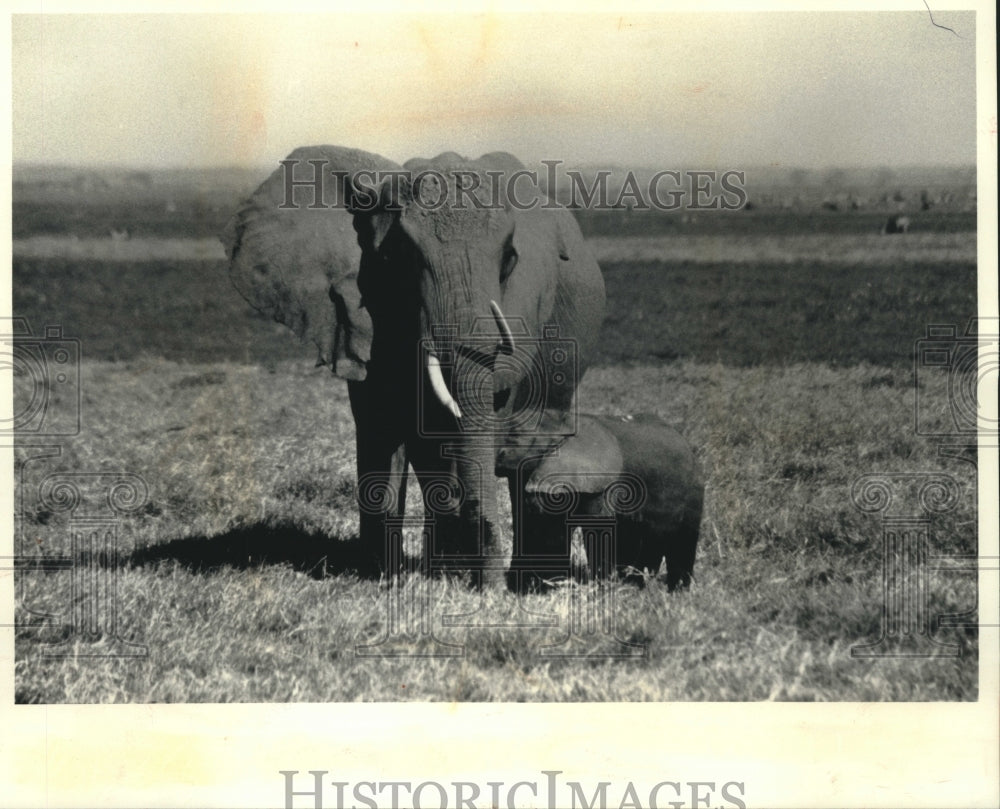 1991, Elephants are protected in Kenya&#39;s Amboseli Game Reserve - Historic Images