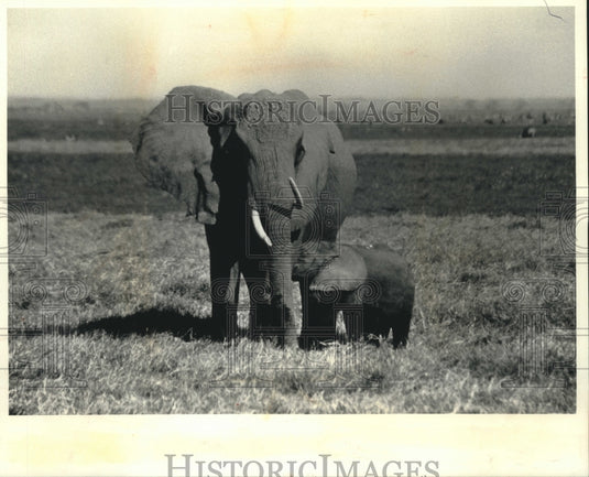 1991, Elephants are protected in Kenya's Amboseli Game Reserve - Historic Images