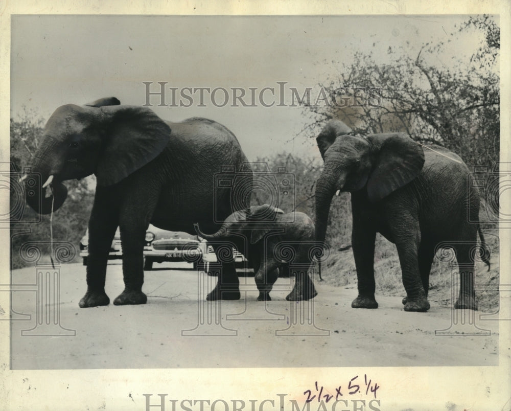 1961, Elephants in Kruger National Park saunter across a road - Historic Images