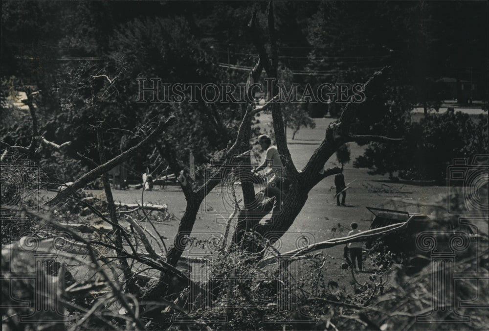 1992 Press Photo Worker climbs a tree to cut it up after a tornado hits Wautoma - Historic Images