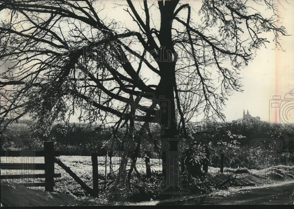 1976 Ice still clings to broken branches a after storm in Wisconsin - Historic Images