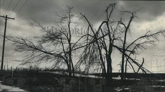1976, tree damage due to ice storm in Washington County, WIsconsin - Historic Images