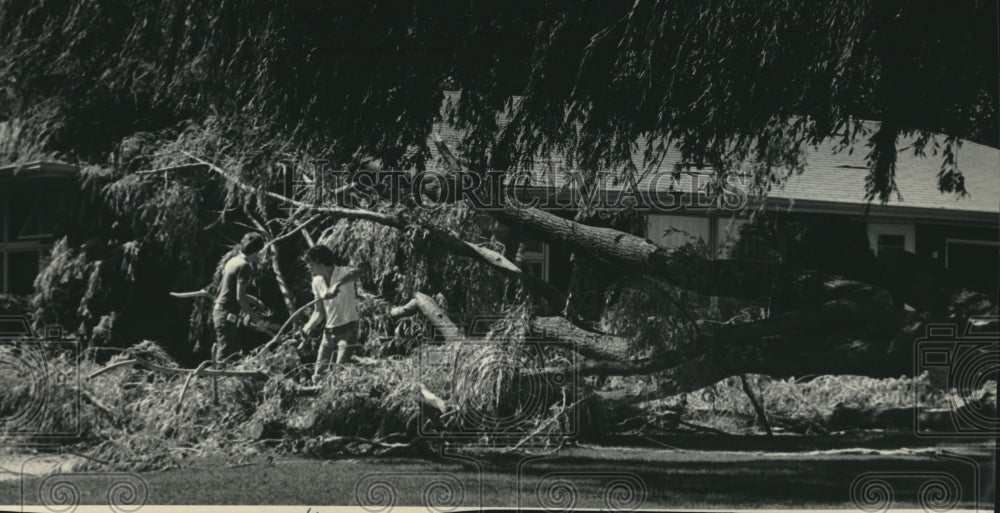 1985 Workers cut a tree after a tornado in Menomonee Falls Wisconsin - Historic Images