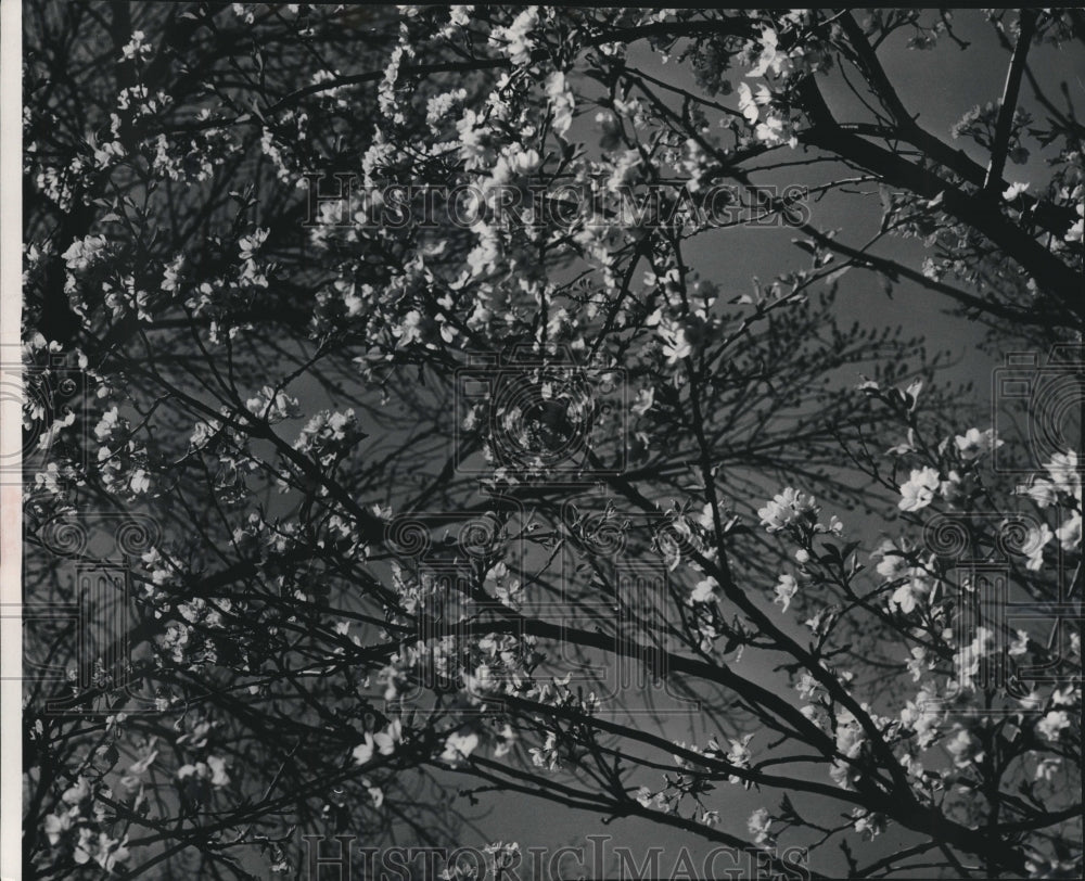 1955, Japanese Cherry Blossom trees in Washington Park - mjc24070 - Historic Images