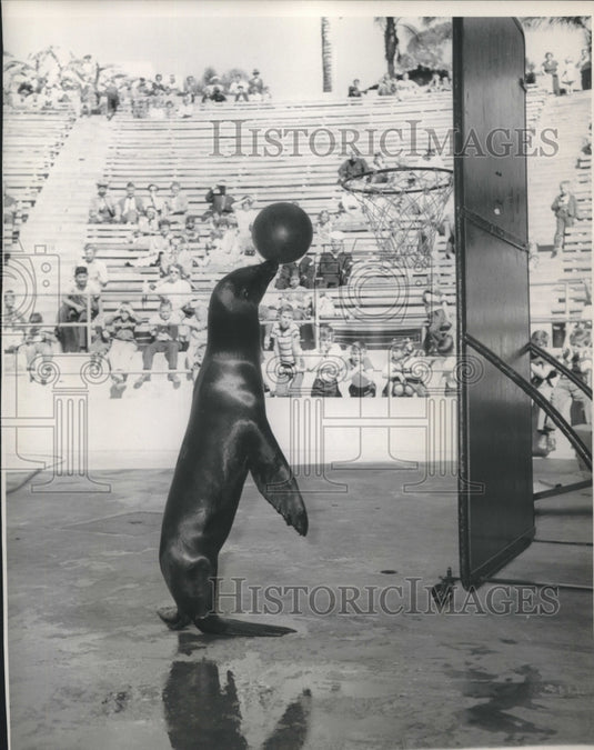 1956 Press Photo Day, a seal, ready to shoot a basketball - mjc24672 - Historic Images