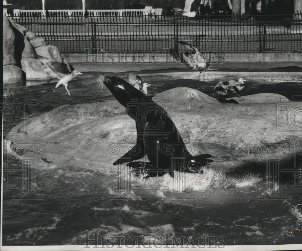 1952, Seal Protects Fish From The Ornery Gulls - mjc24673 - Historic Images