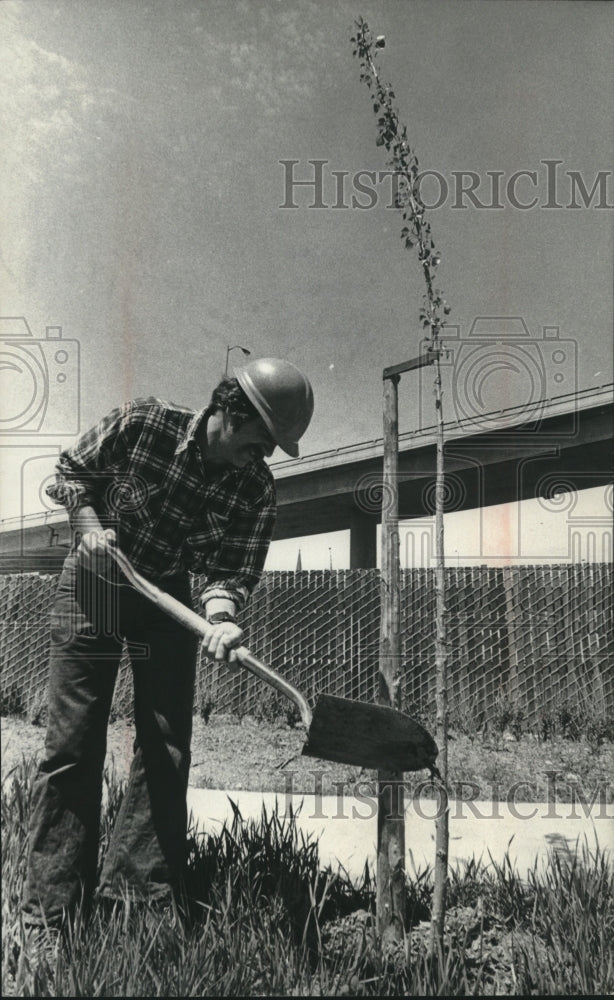 1978, Richard Thoreau Transplanting a One-Year-Old Supercottonwood - Historic Images