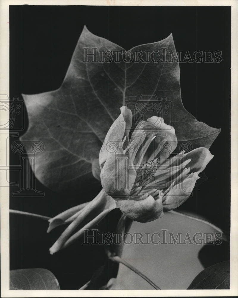 1982 Greenish-White Blossoms of the Tulip Tree - Historic Images