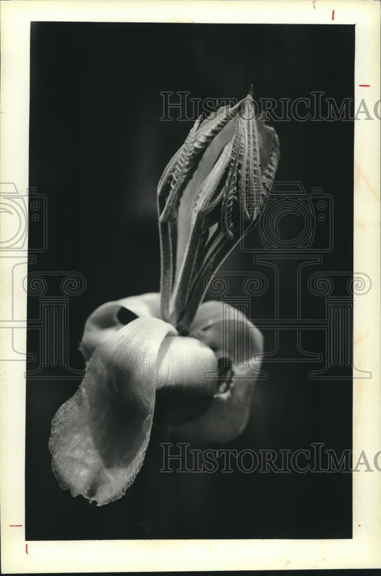 1983, Flower Blossom on Tree - mjc24864 - Historic Images