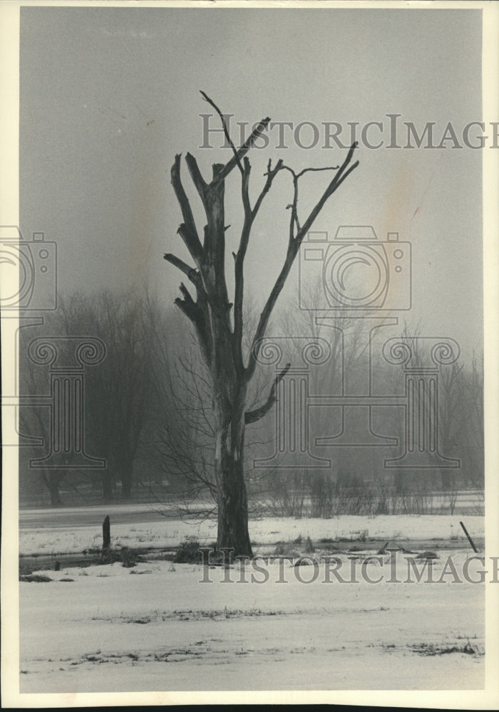 1986 Press Photo Dead tree in the middle of winter, useful to wildlife - Historic Images