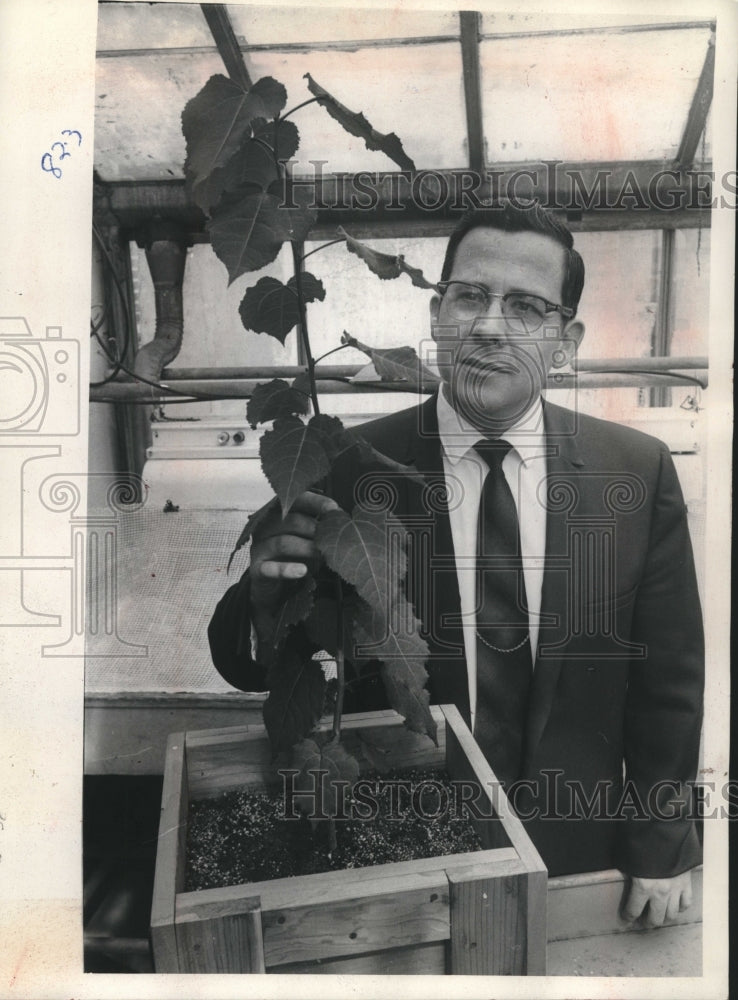 1969, Lawson L. Winton with a quaking aspen in his laboratory - Historic Images
