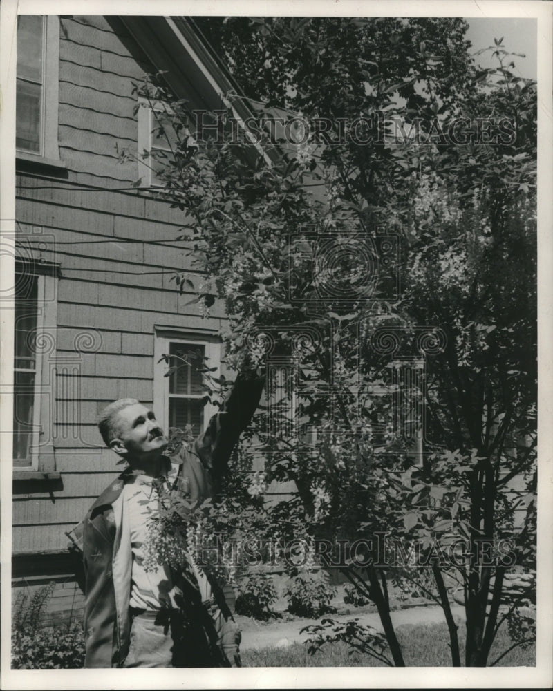 1958, Norman Forsman admires bloom on golden chain tree at his house - Historic Images