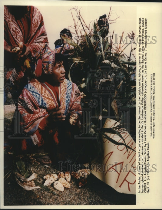 1993, Farmer in the village of Amaru, Peru harvests corn - mjc25002 - Historic Images
