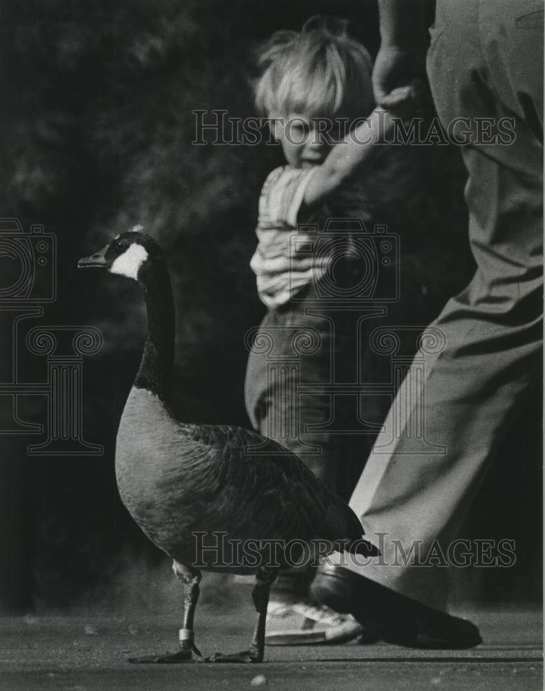 1977 Press Photo Youngster walks by Canada goose, Seney Wildlife Refuge. - Historic Images