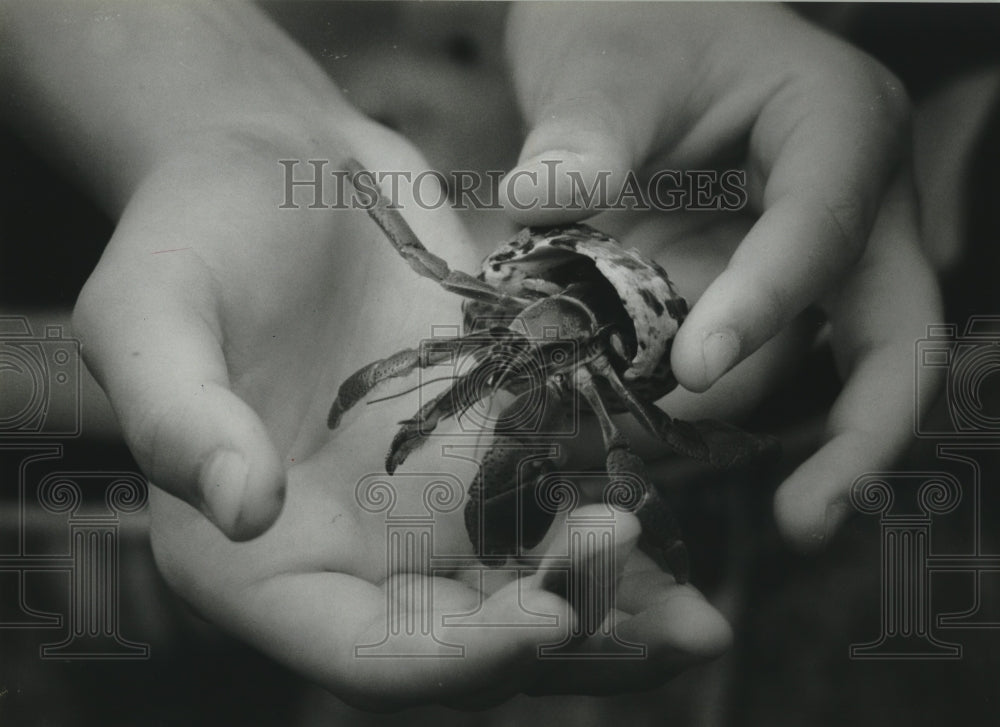 1993 Hermit Crab named Hermy owned by Stephane McNutt of Lisbon - Historic Images