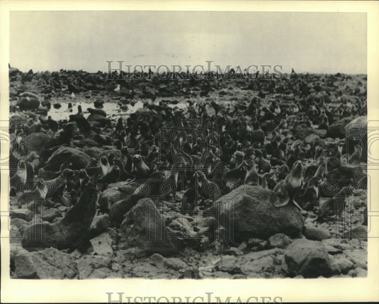 1936 Press Photo Cow seals on Commander Islands, Soviet Russia breeding, Siberia-Historic Images