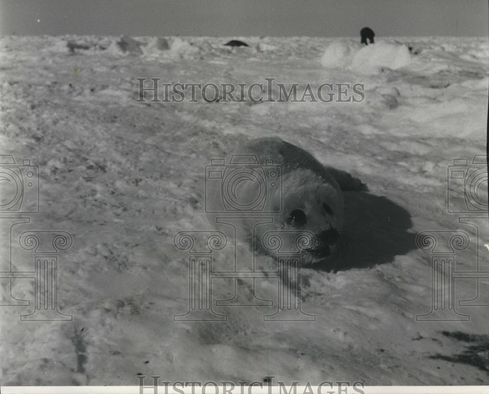 1969, Baby seal moves along snowy ground. - mjc25315 - Historic Images