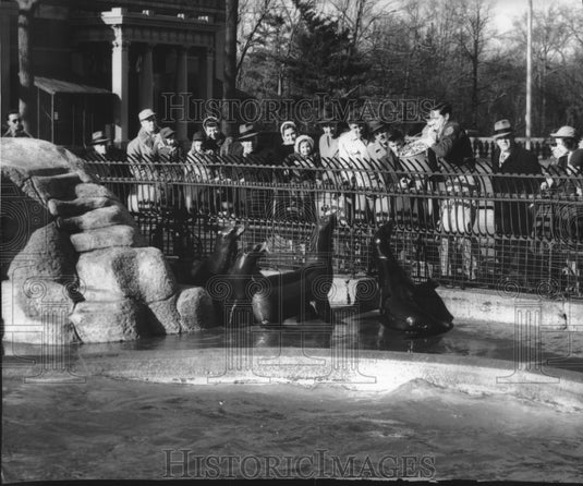1952, People watching as zoo keeper throws bucket of fish to seals. - Historic Images