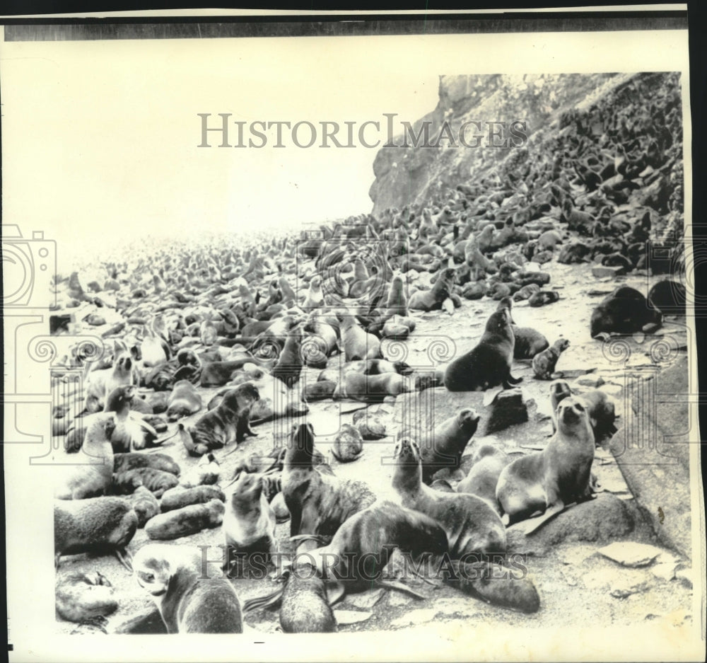 1971 Press Photo Seals reside on island of Tyuleny off coast of Soviet Union. - Historic Images