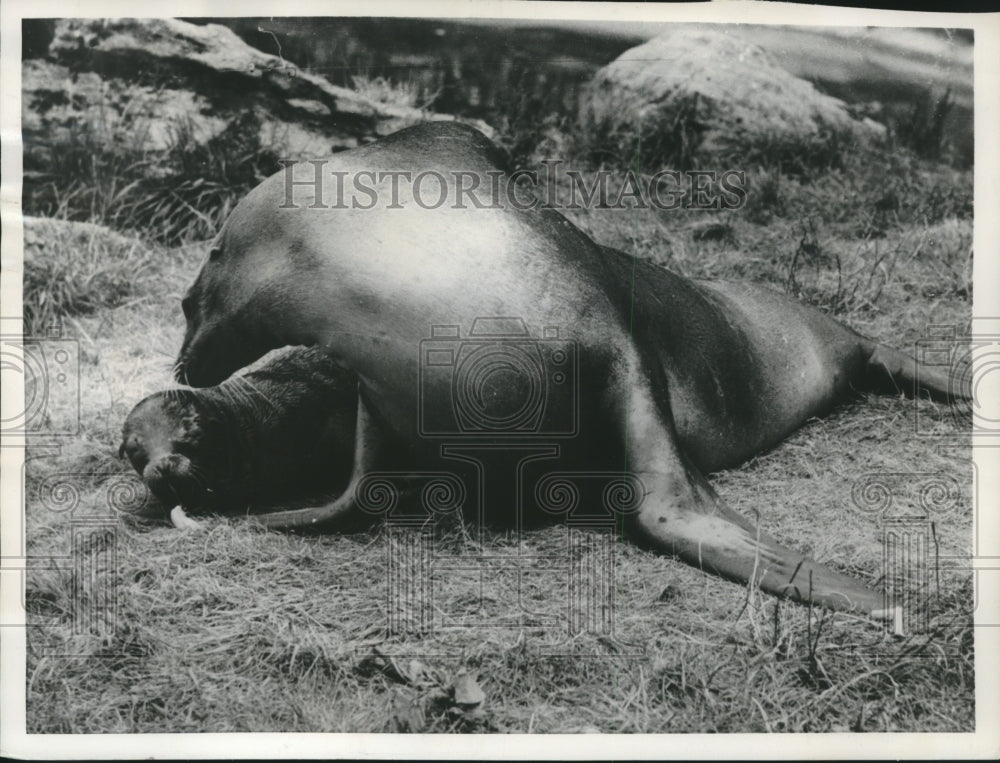 1955 Press Photo Zoo, a mother seal and her baby snoozing, London. - mjc25319 - Historic Images