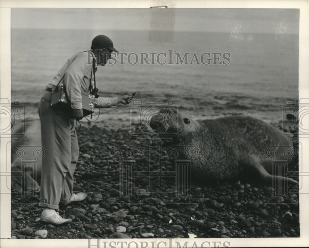 1950, Sea elephant being photographed for new film &quot;Hidden Treasures&quot; - Historic Images