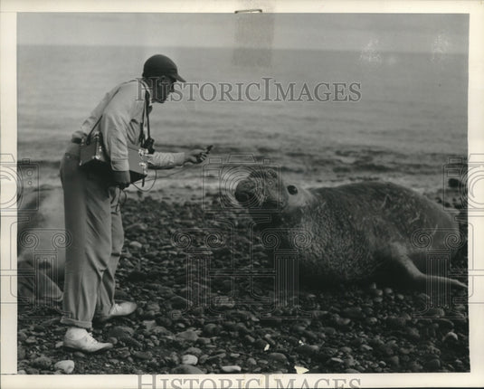 1950, Sea elephant being photographed for new film "Hidden Treasures" - Historic Images