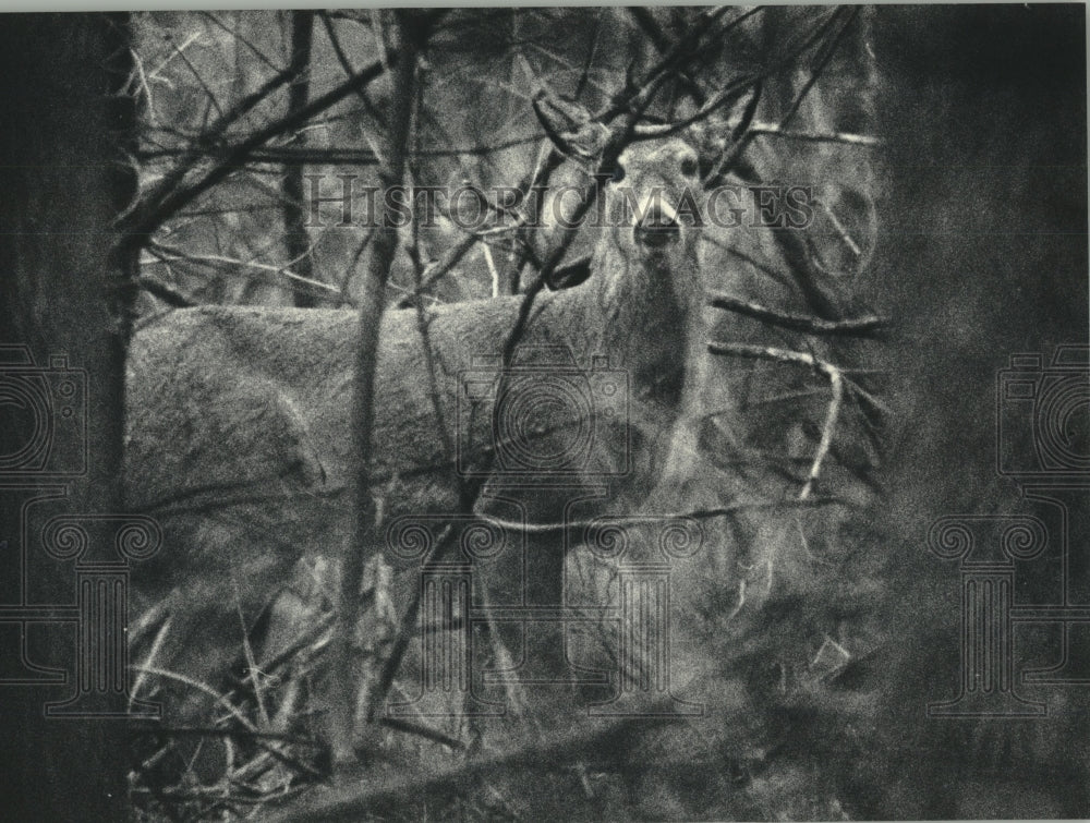 1985 White tailed deer at the Schlitz Audubon Center - Historic Images
