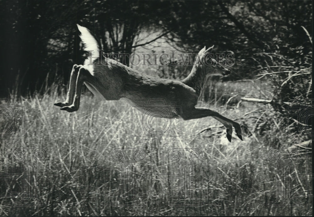 1987, Whitetail deer runs through Schlitz Audubon Center, Milwaukee - Historic Images
