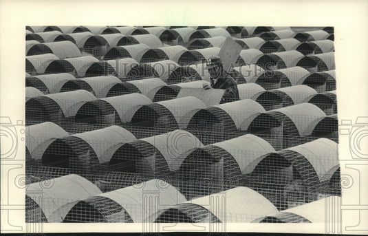 1984 Don Schendel keeps foxes for breeding and pelts - Historic Images