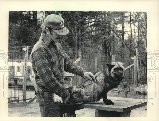 1984 Don Schendel checks out a silver fox on his ranch, Wisconsin - Historic Images