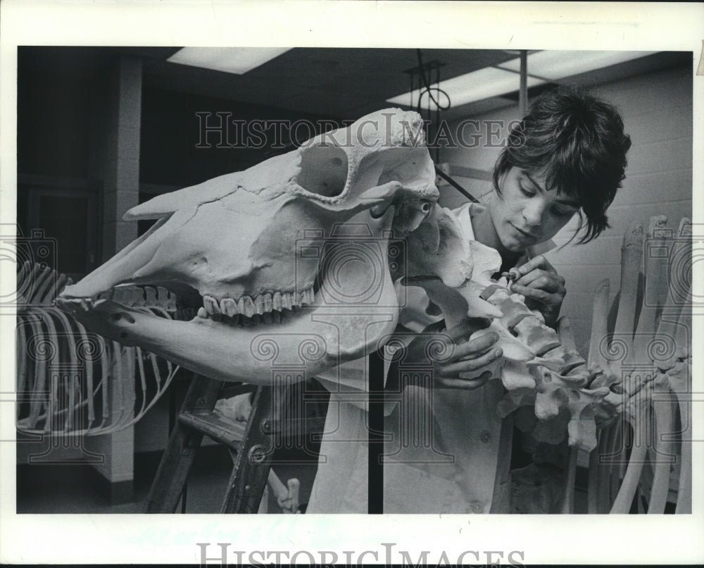 1984, Technician Works On Skeleton At UW-Madison Veterinary School - Historic Images
