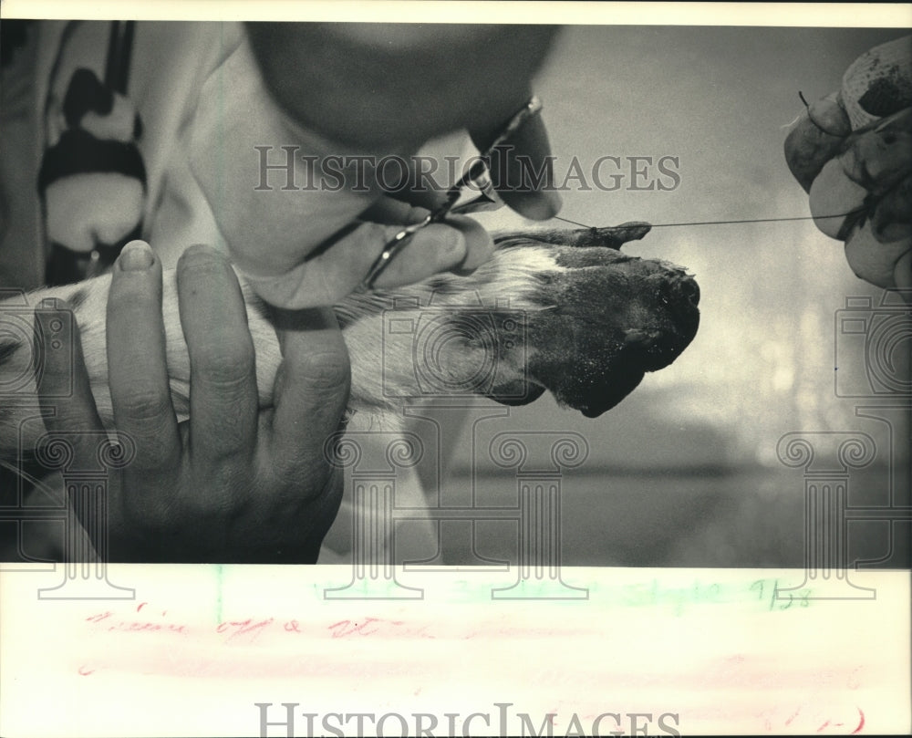 1986 Press Photo Veterinarian Stitches Up Paw At UW-Madison Teaching Hospital - Historic Images