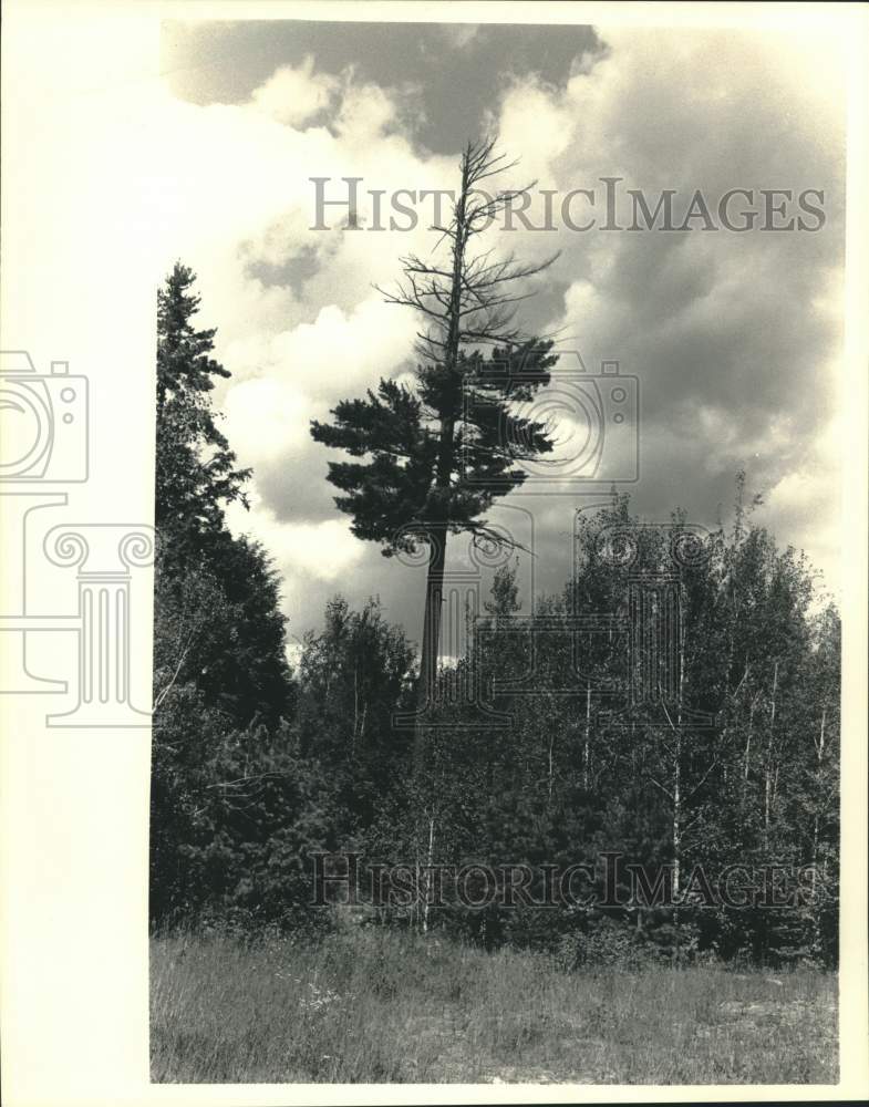 1986 Press Photo A white pine towers over the rest at Niolet National Forest. - Historic Images