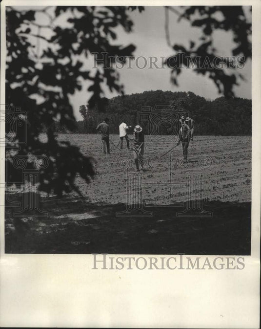 1967, Migrant workers weeding in Waushara, Texas - mjc27795 - Historic Images