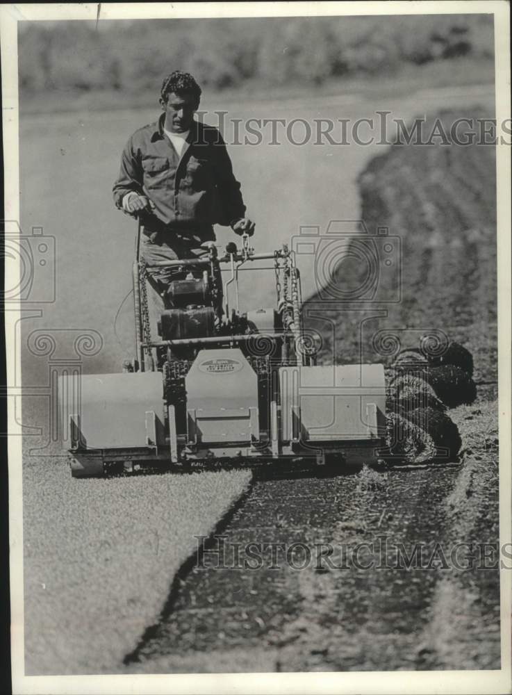 1968, Migrant worker Servando Martinez on sod farm near Wind Lake - Historic Images