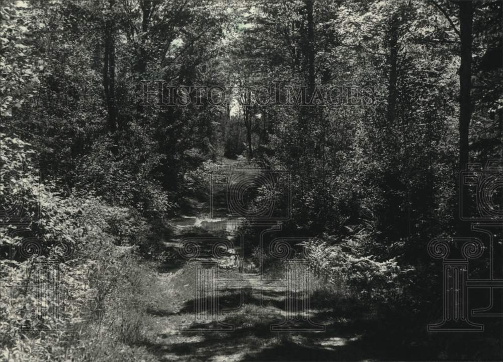 1989 Press Photo A trail through trees in Nicolet National Forest - mjc28057 - Historic Images