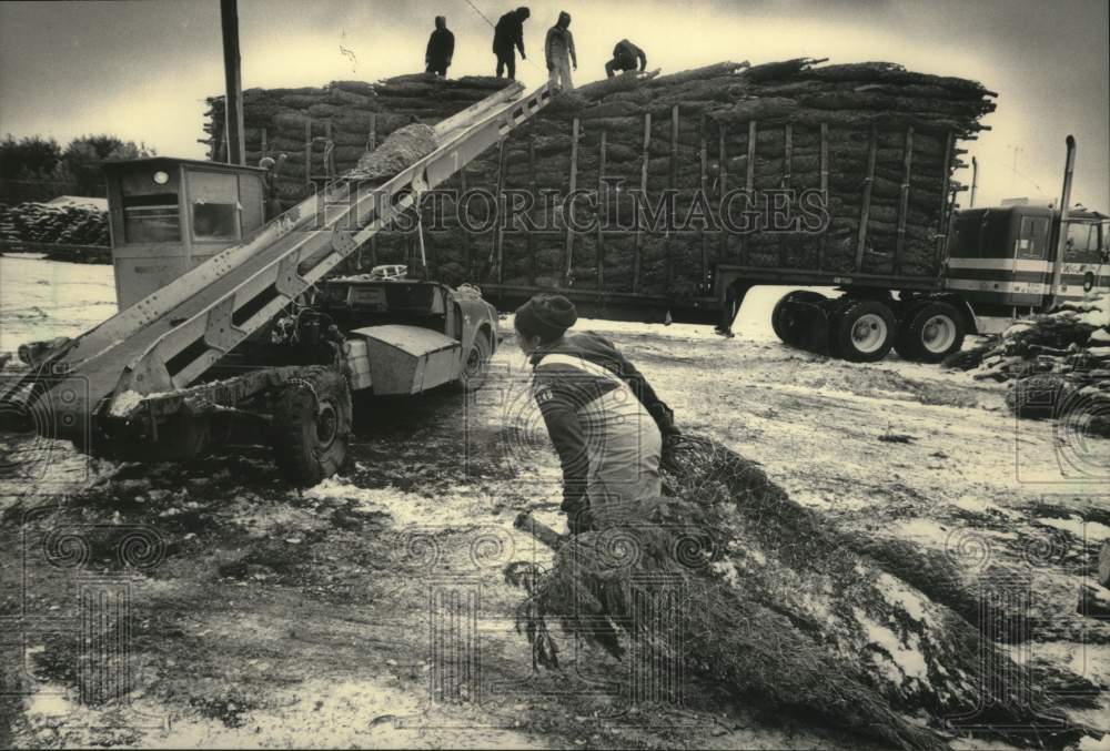 1985 Press Photo Maria Osteguin has helped harvest trees for 9 years - mjc28530 - Historic Images